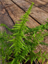 Athyrium filix-femina 'Victoriae' 1 ltr