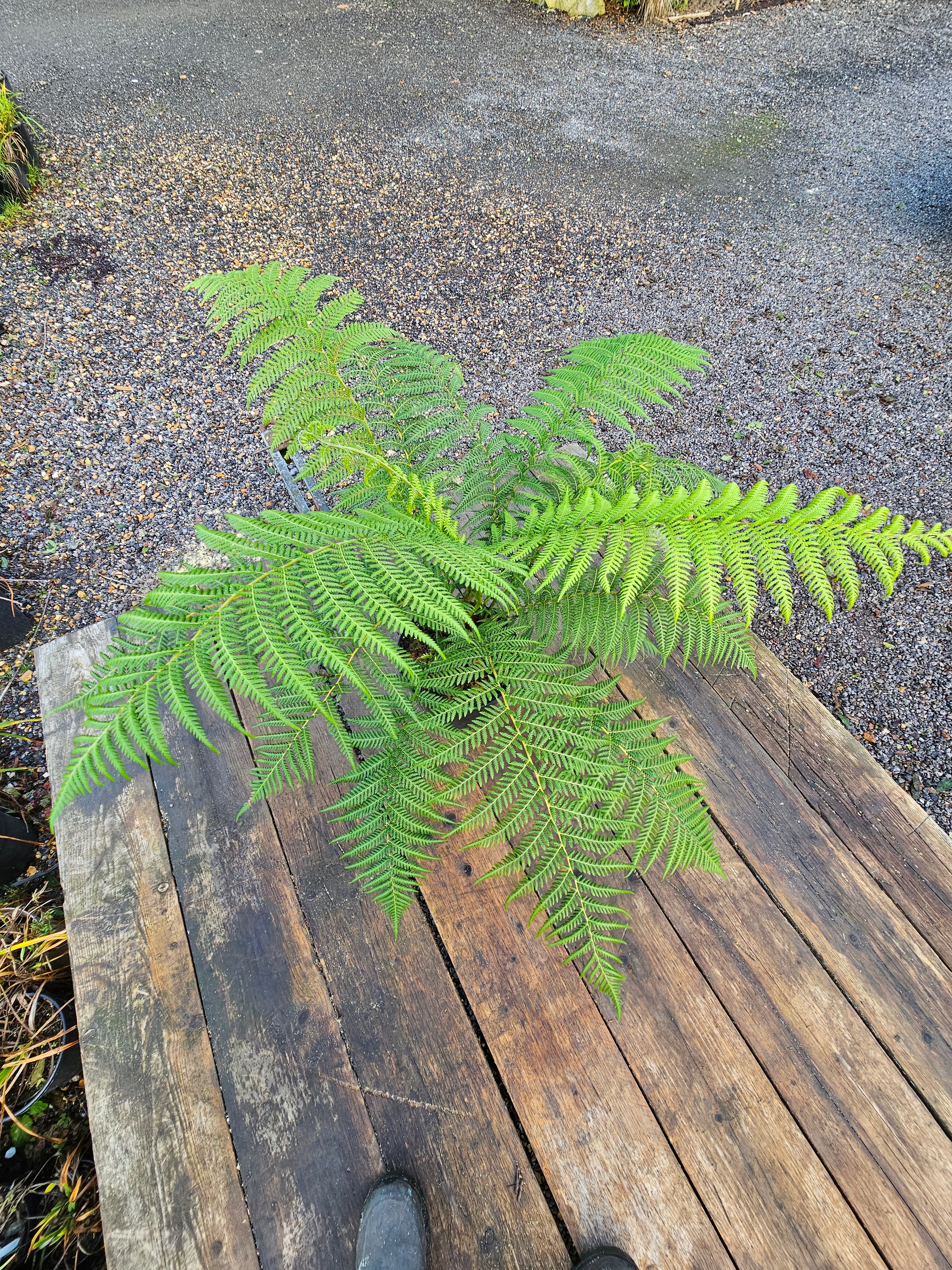 Dicksonia antartica  1ltr Juvenile Plant