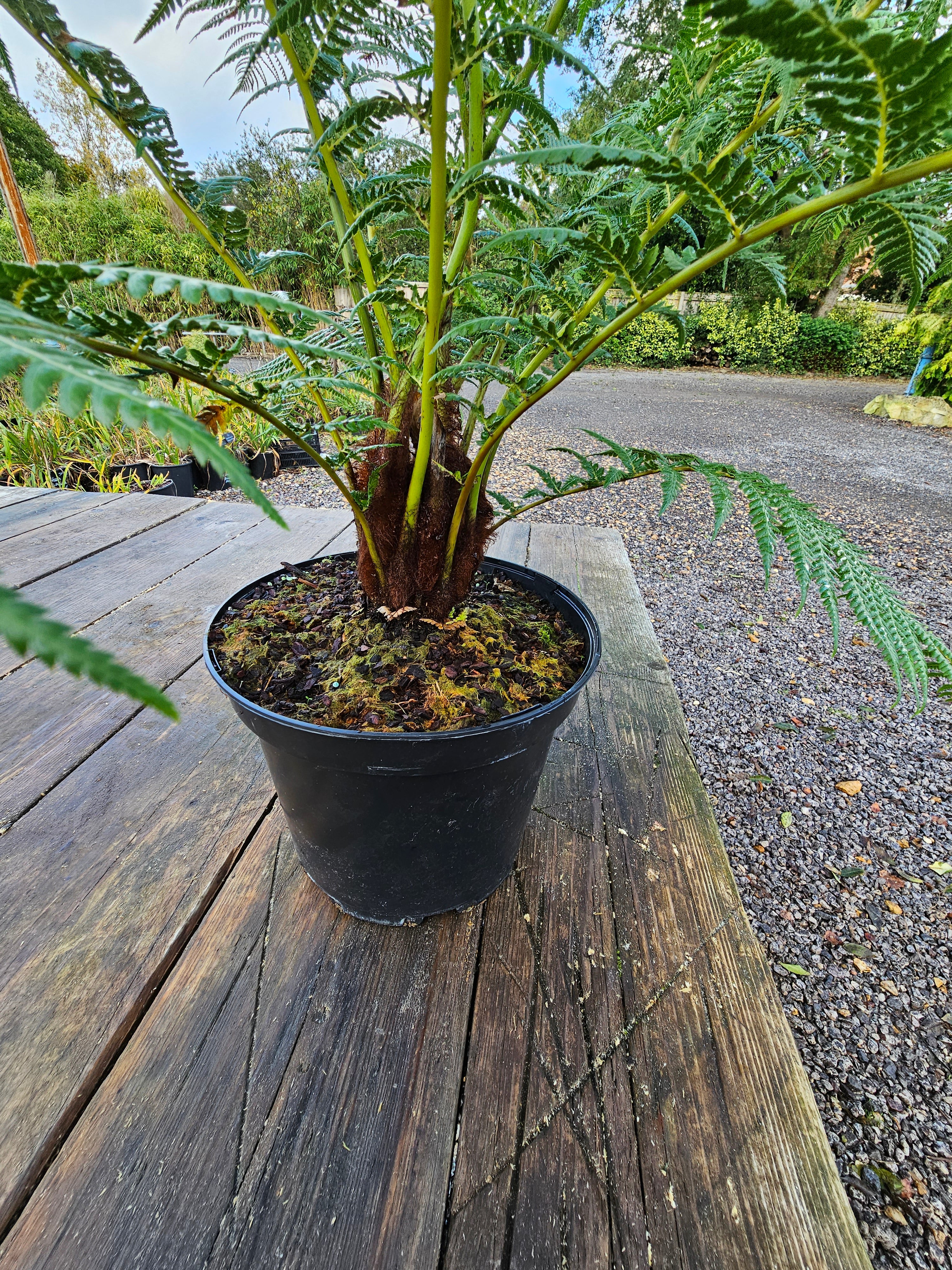 Dicksonia antartica  1ltr Juvenile Plant