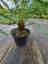 Dicksonia antartica  1ltr Juvenile Plant