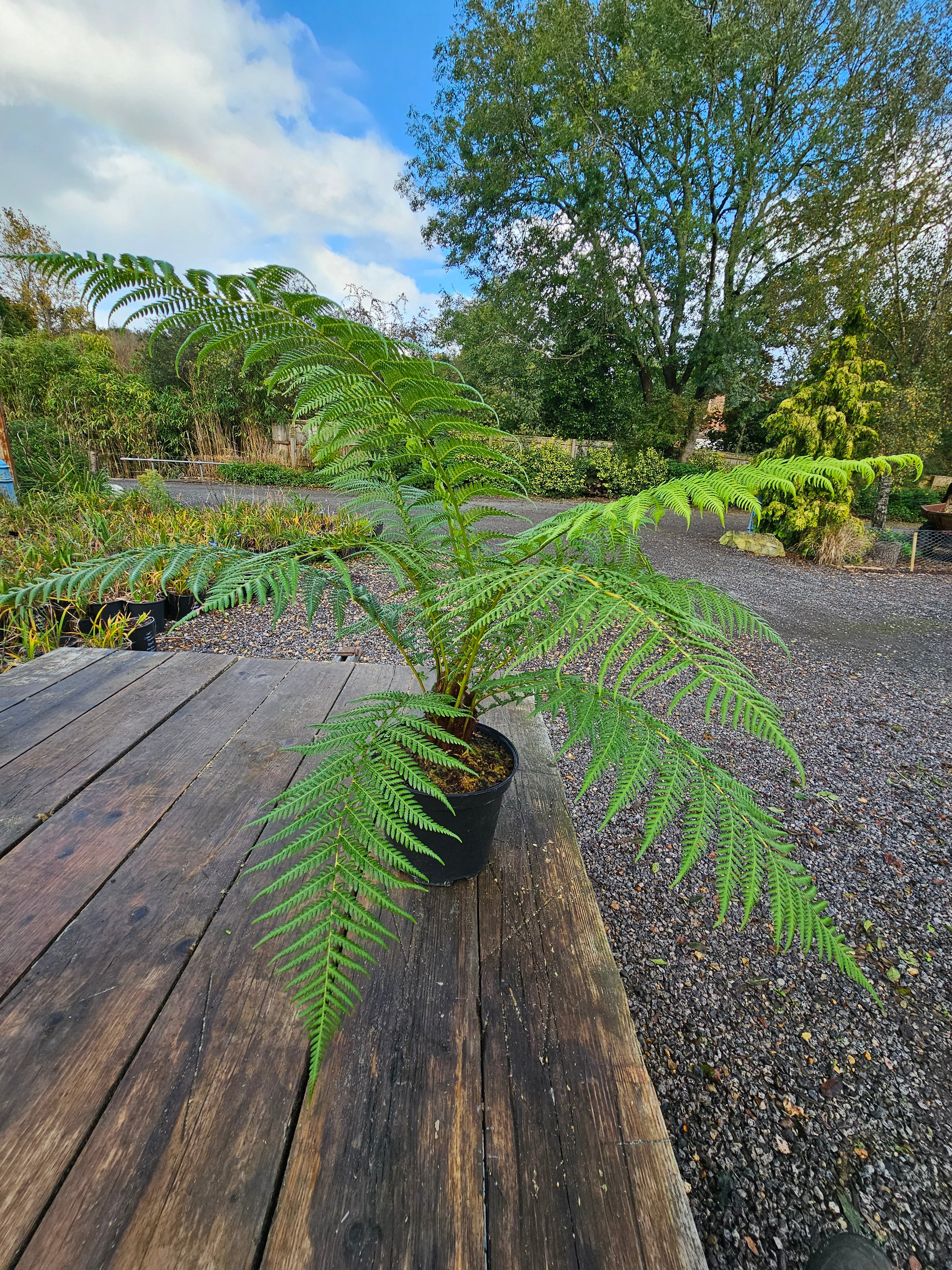 Dicksonia antartica  1ltr Juvenile Plant