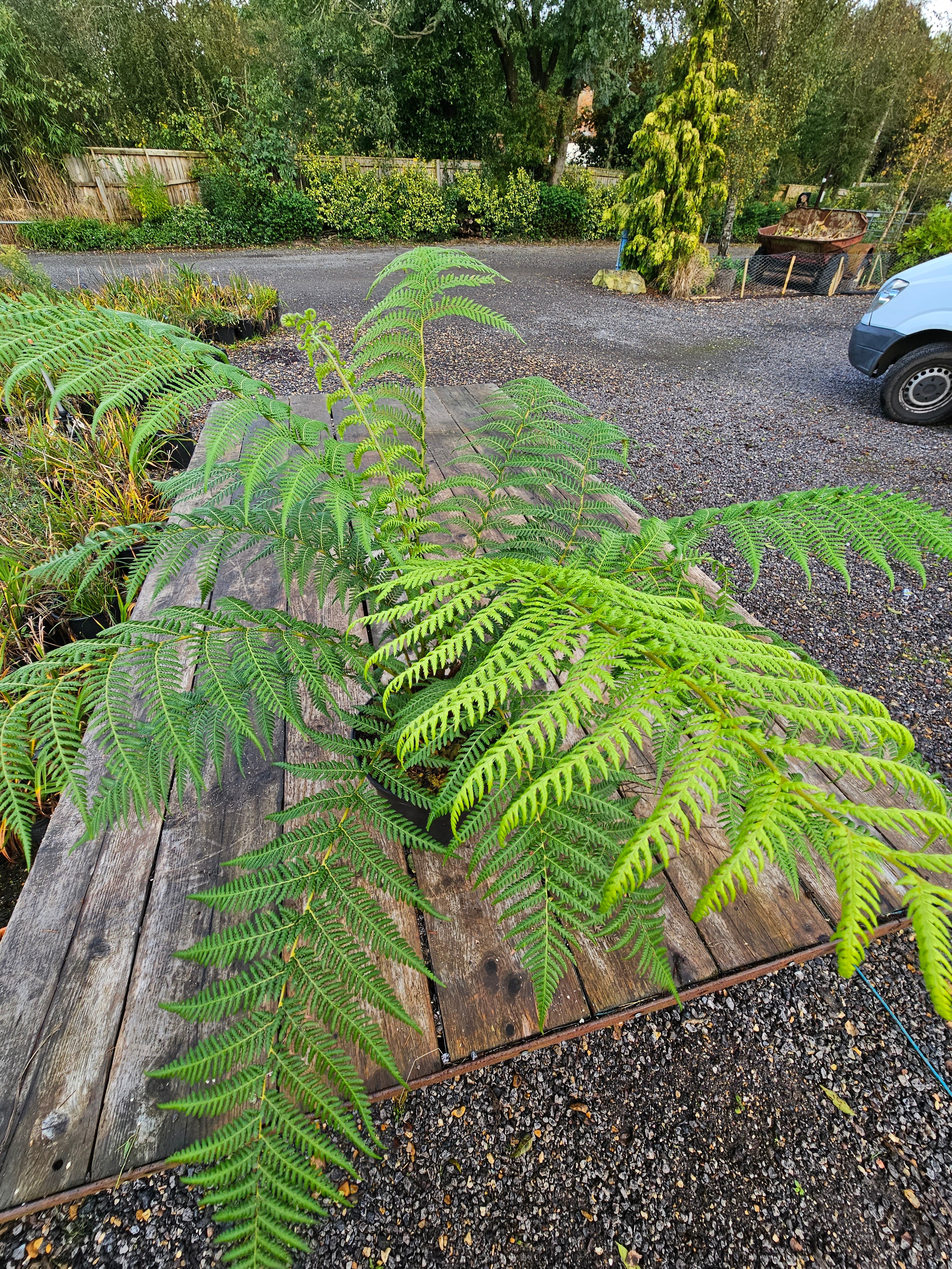 Dicksonia antartica  1ltr Juvenile Plant