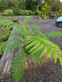Dicksonia antartica  1ltr Juvenile Plant
