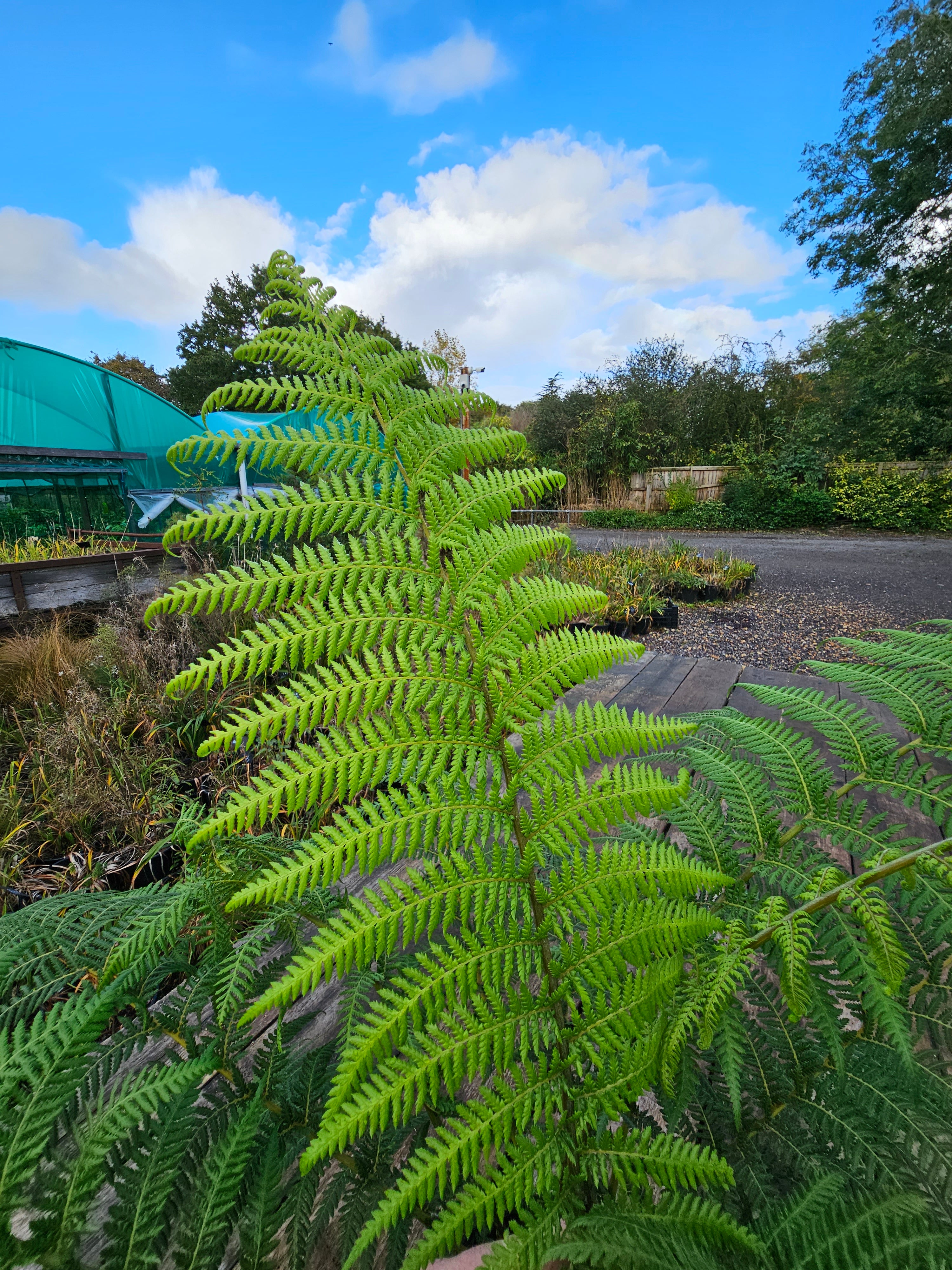 Dicksonia antartica  1ltr Juvenile Plant