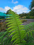 Dicksonia antartica  1ltr Juvenile Plant