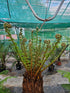 Dicksonia antartica  1ltr Juvenile Plant