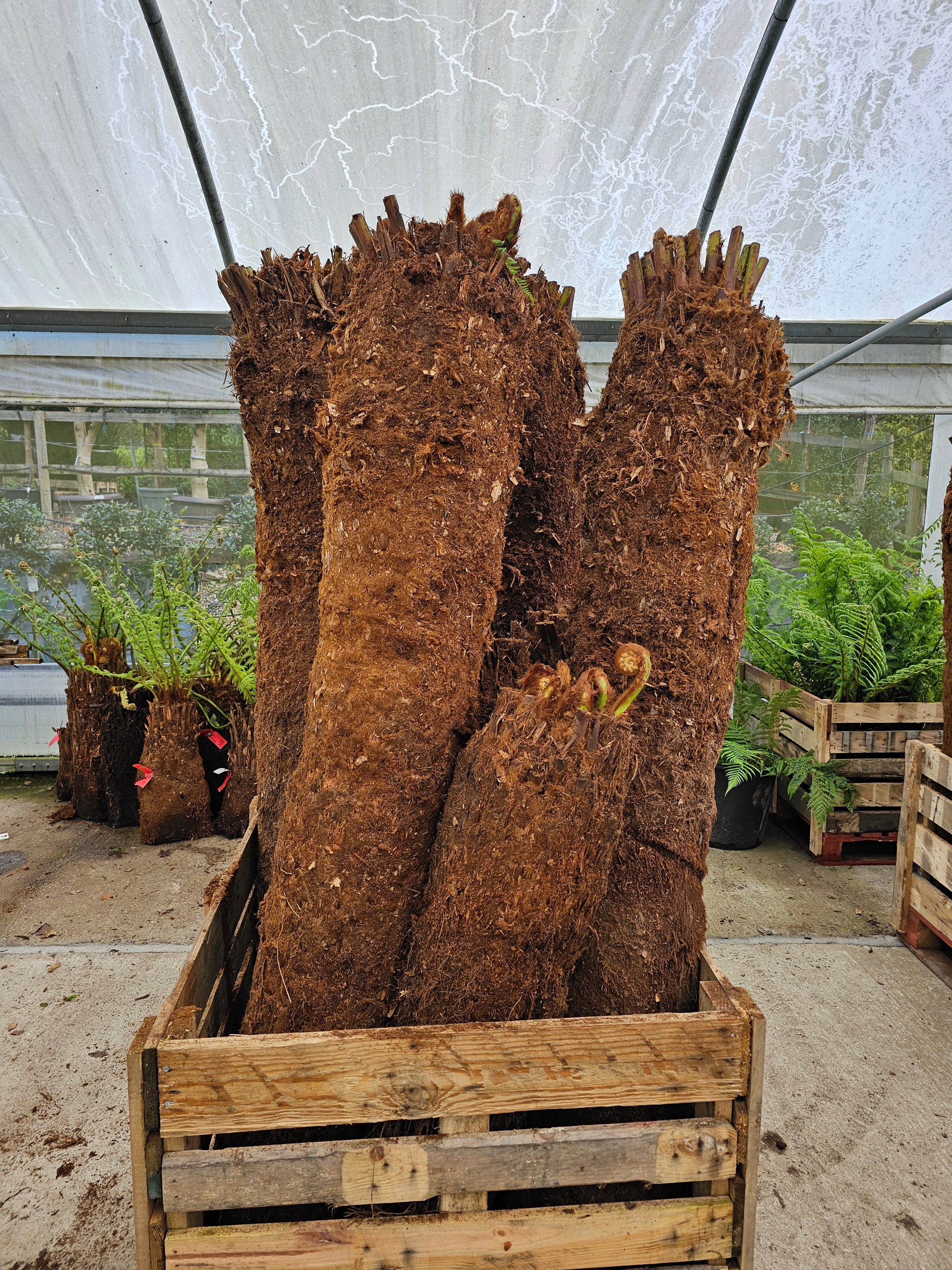 Dicksonia antartica  1ltr Juvenile Plant