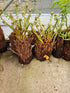 Dicksonia antartica  1ltr Juvenile Plant