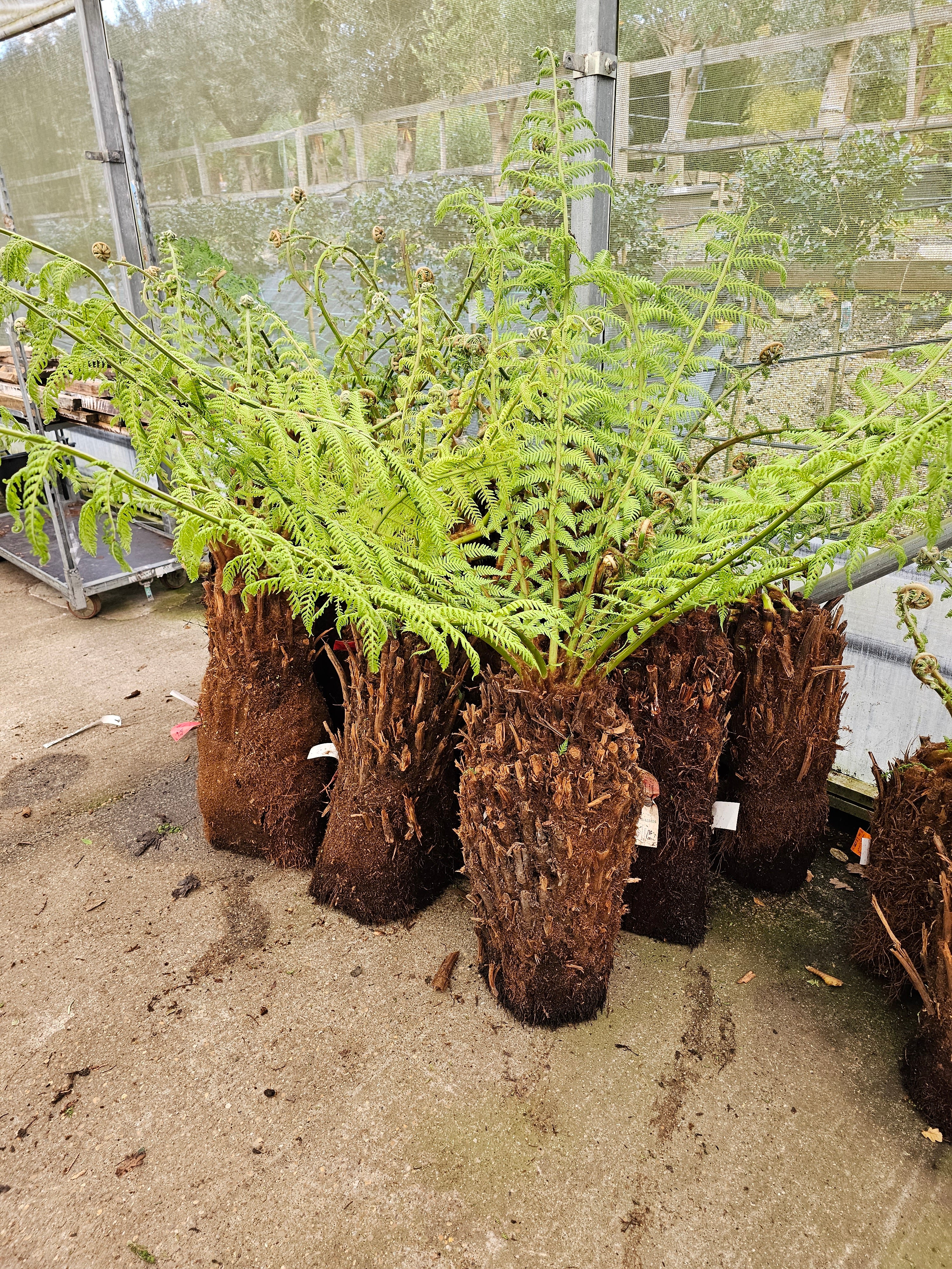 Dicksonia antartica  1ltr Juvenile Plant