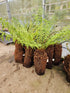 Dicksonia antartica  1ltr Juvenile Plant