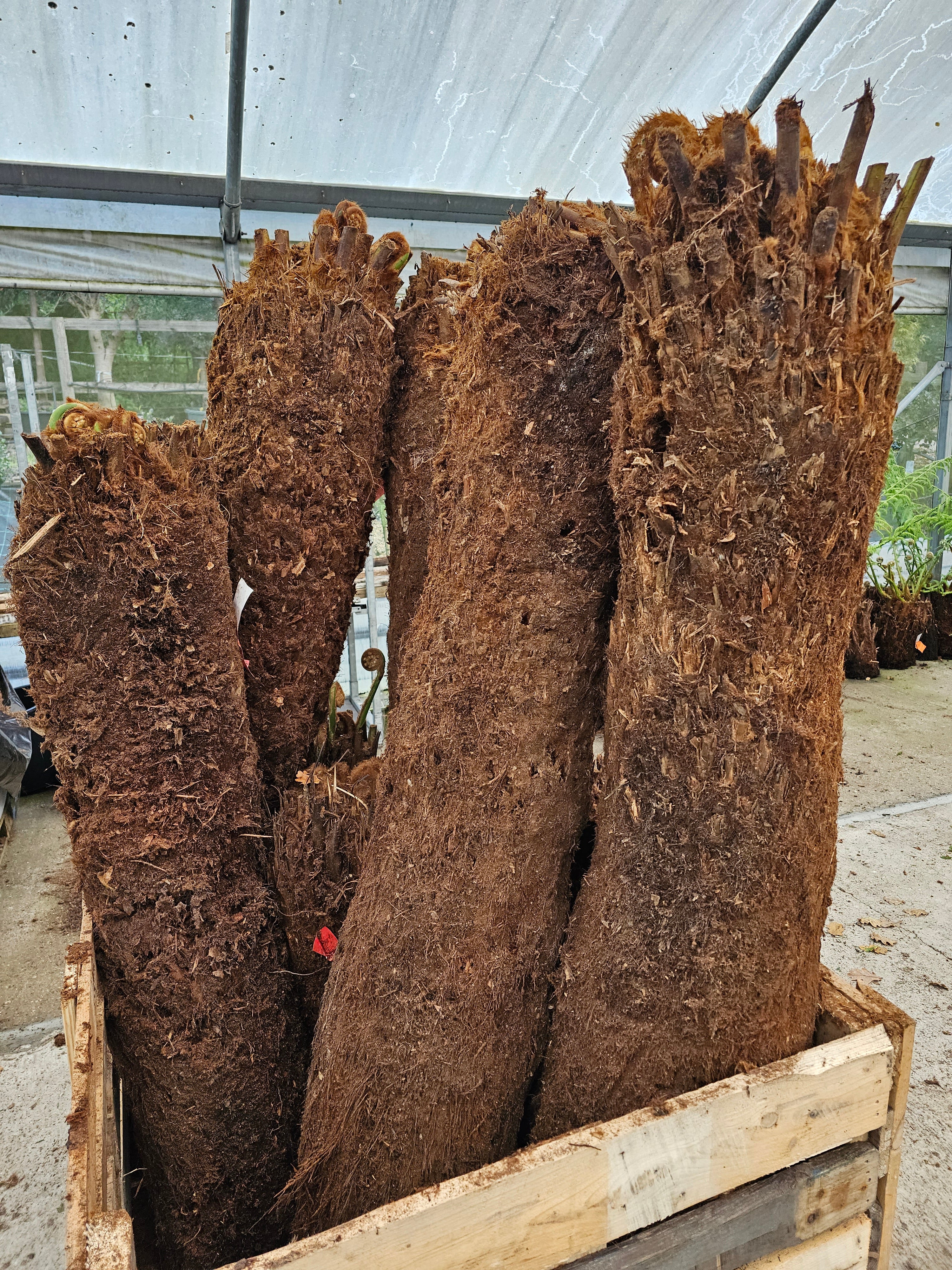 Dicksonia antartica  1ltr Juvenile Plant