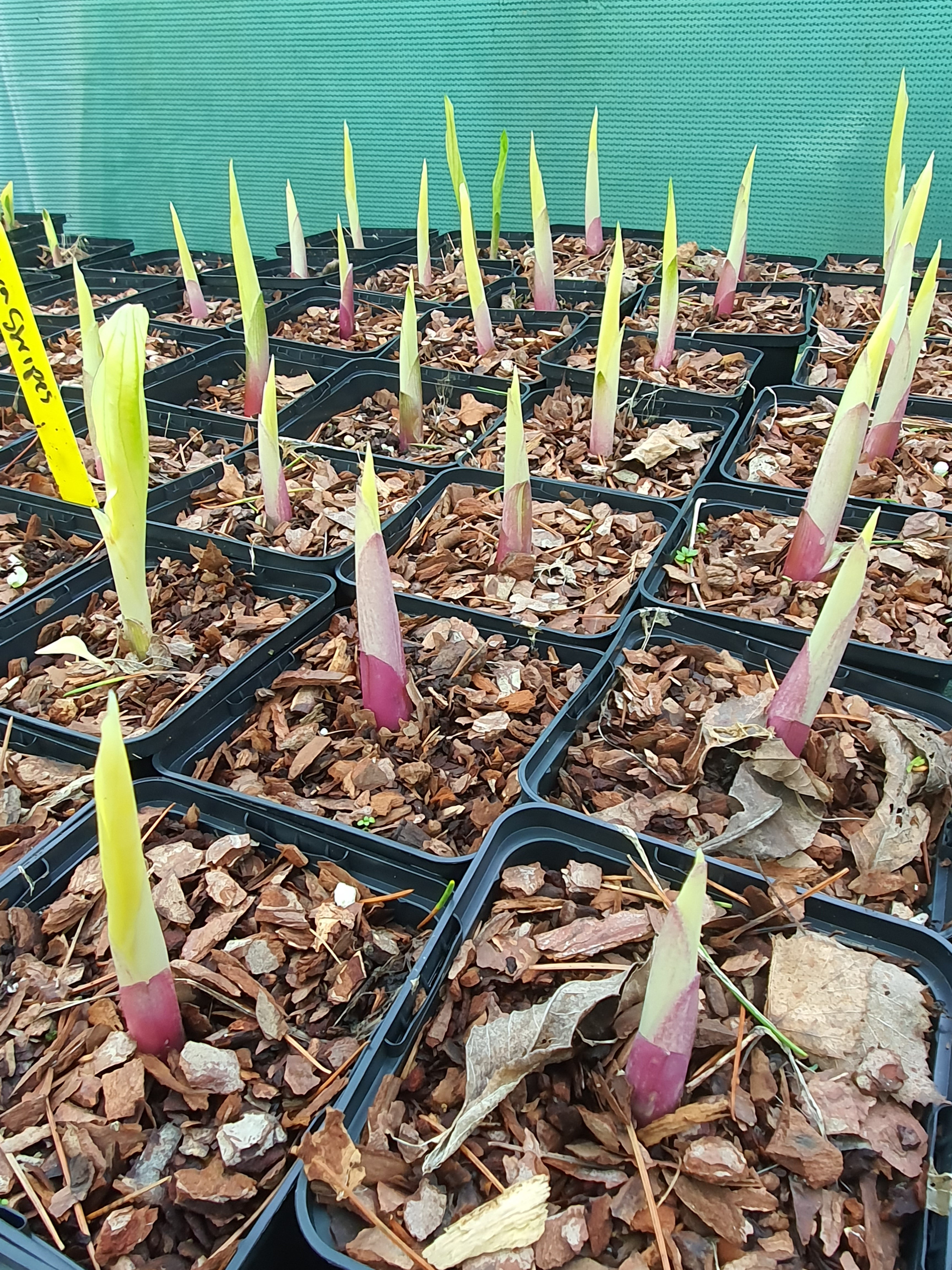 Hosta 'Zebra Stripes'