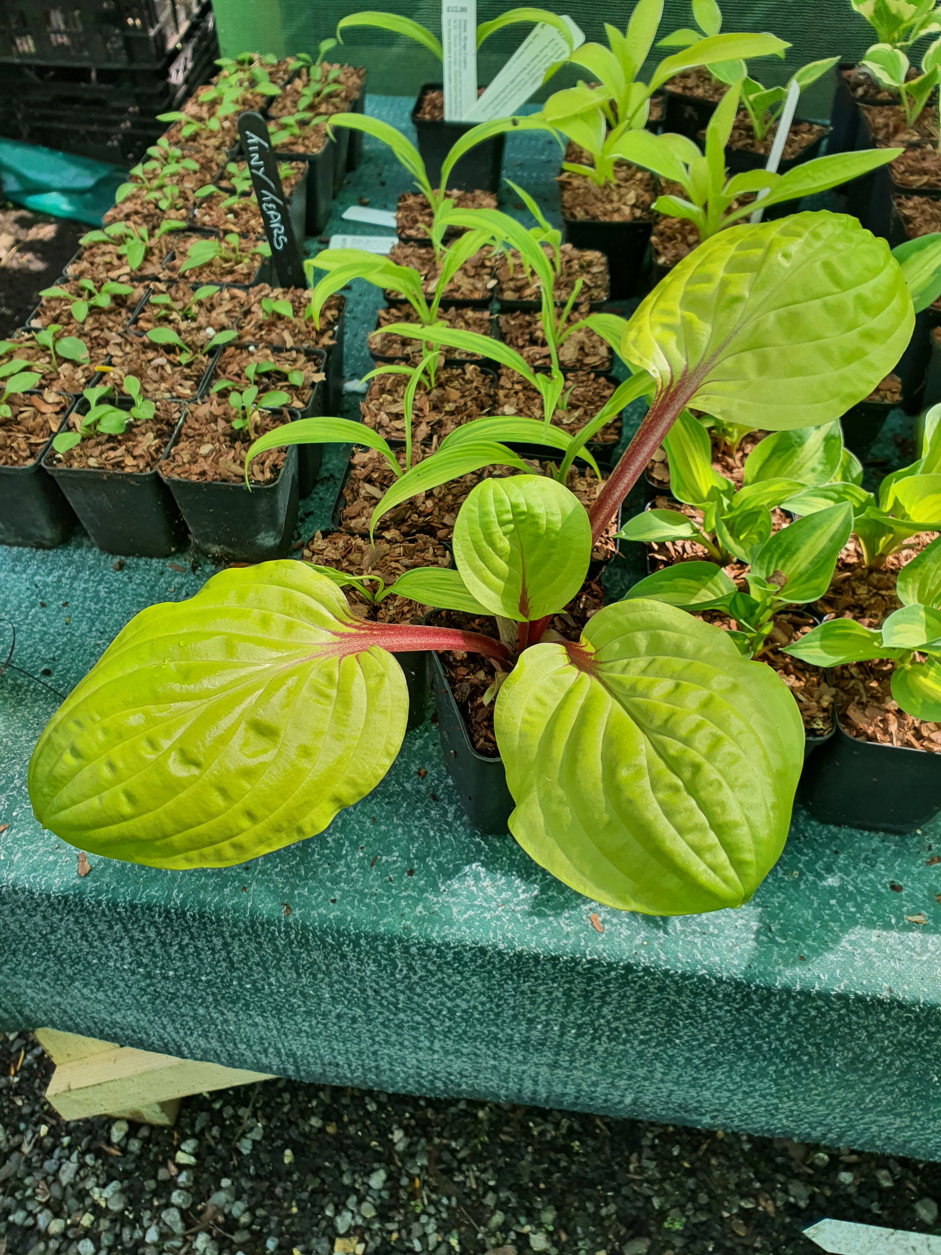 Hosta 'Lemon Snap' - Bare Root