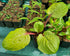 Hosta 'Lemon Snap' - Bare Root