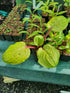 Hosta 'Lemon Snap' - Bare Root