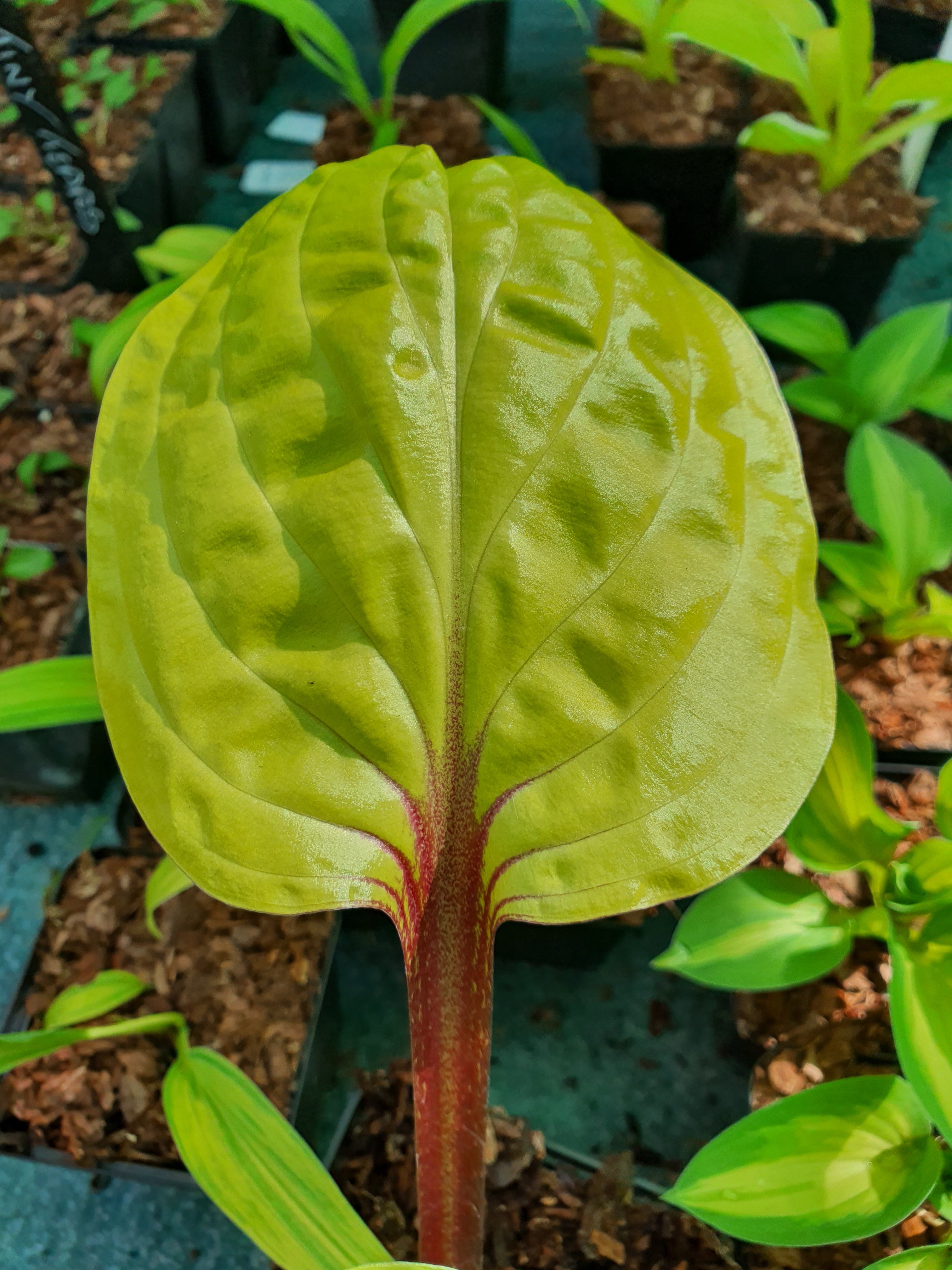 Hosta 'Lemon Snap' - Bare Root
