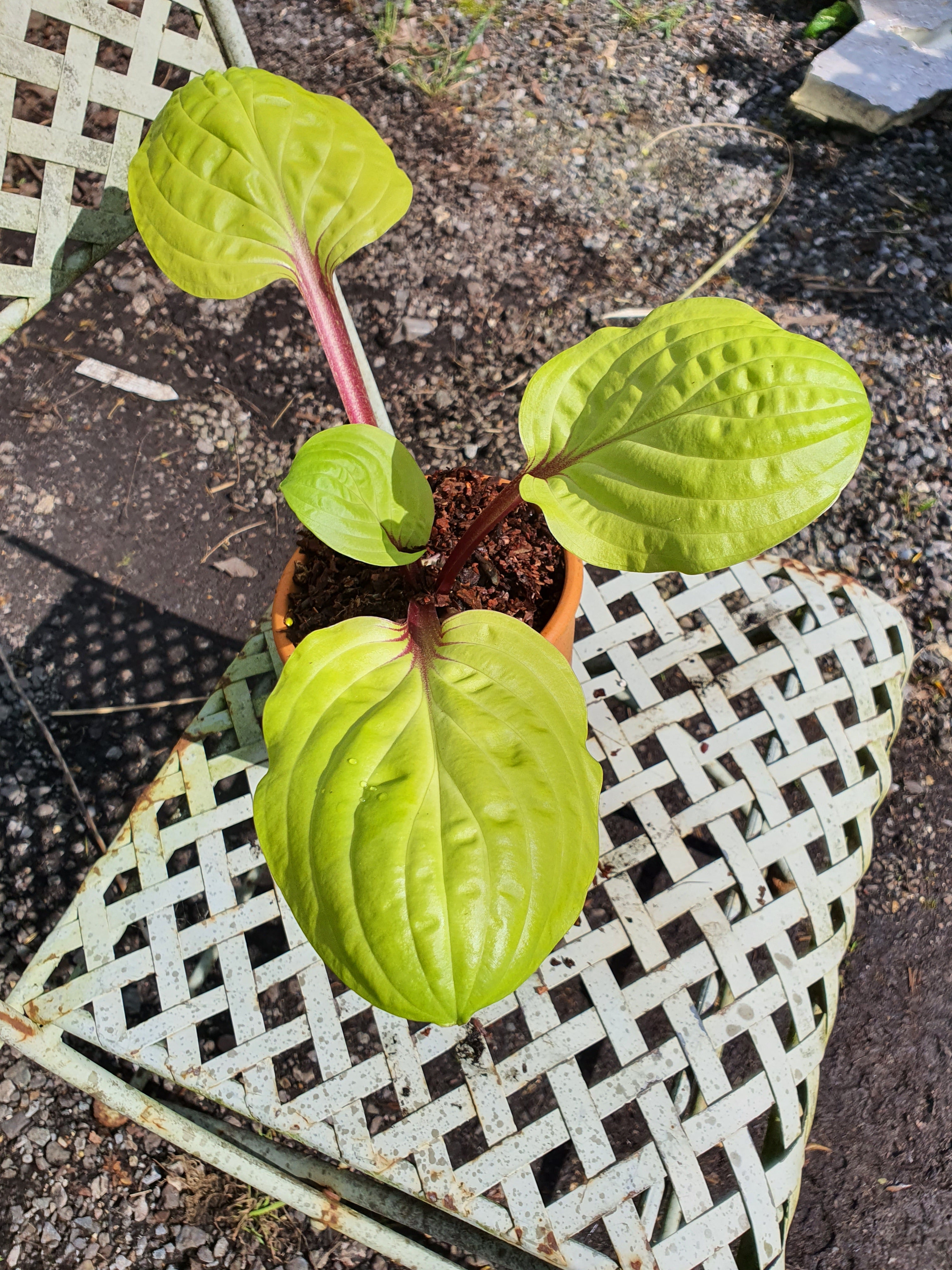 Hosta 'Lemon Snap' - Bare Root