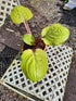 Hosta 'Lemon Snap' - Bare Root