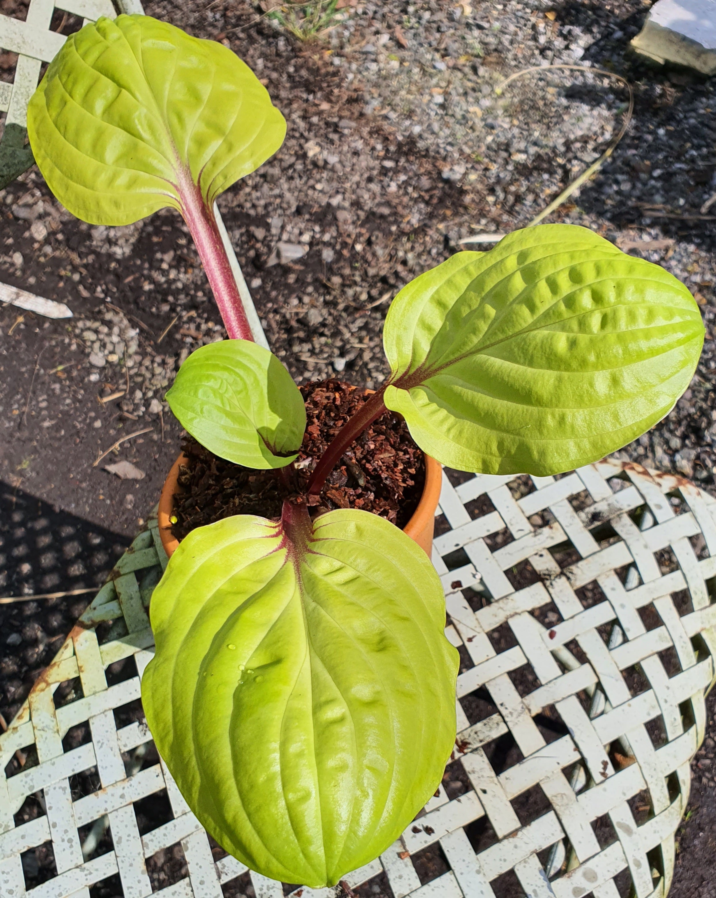 Hosta 'Lemon Snap' - Bare Root