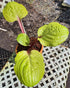 Hosta 'Lemon Snap' - Bare Root