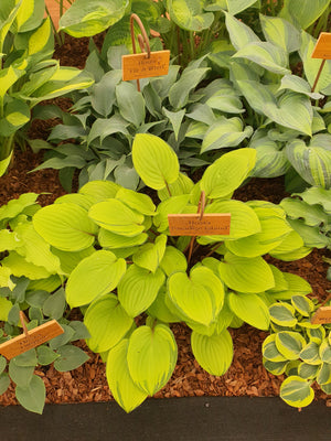 Hosta 'Paradise Island'