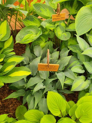 Hosta 'Tilt-A-Whirl'