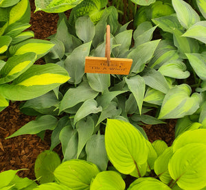 Hosta 'Tilt-A-Whirl'