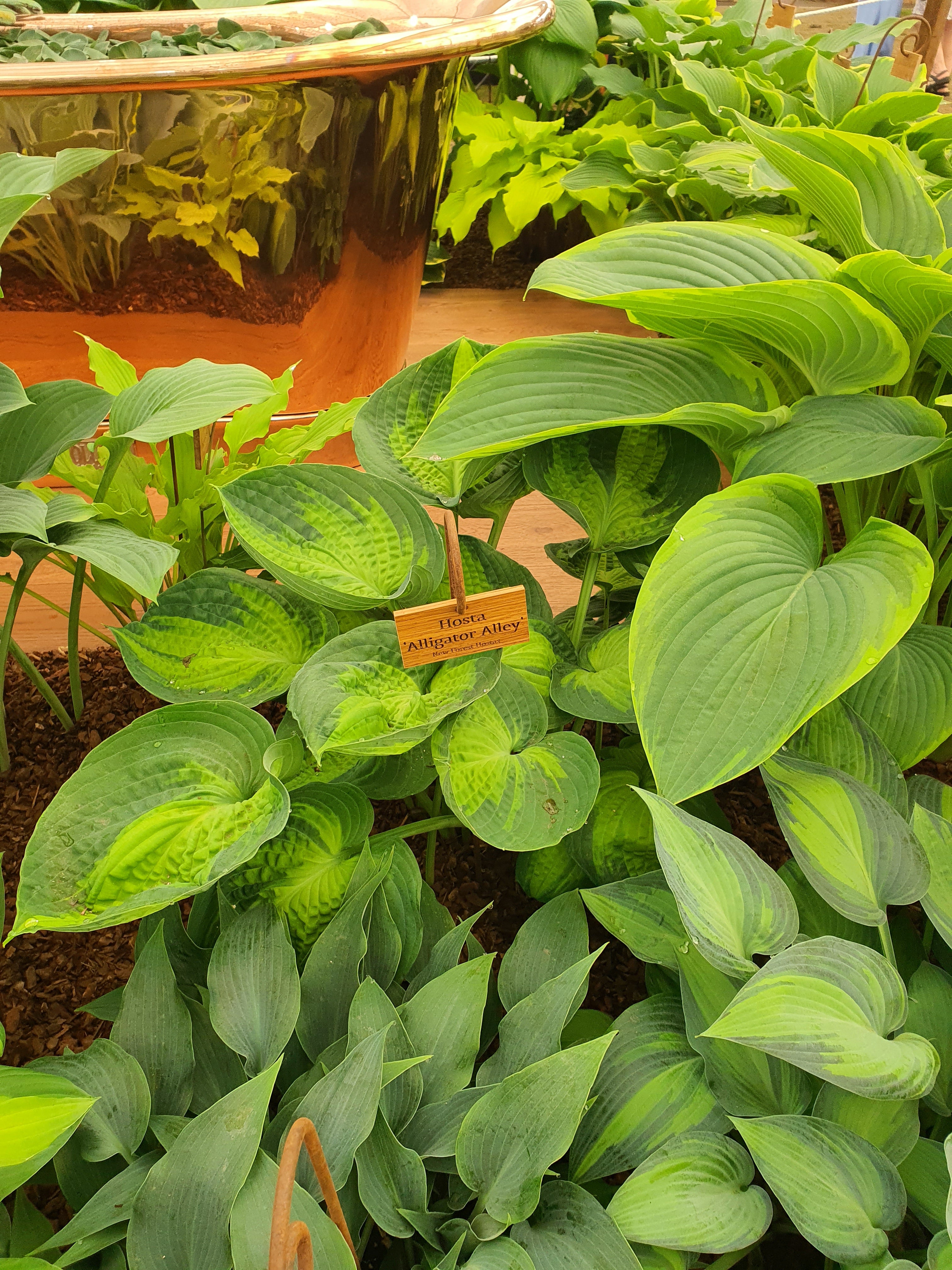 Hosta 'Alligator Alley'