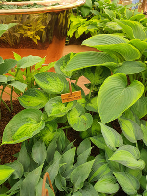 Hosta 'Alligator Alley'