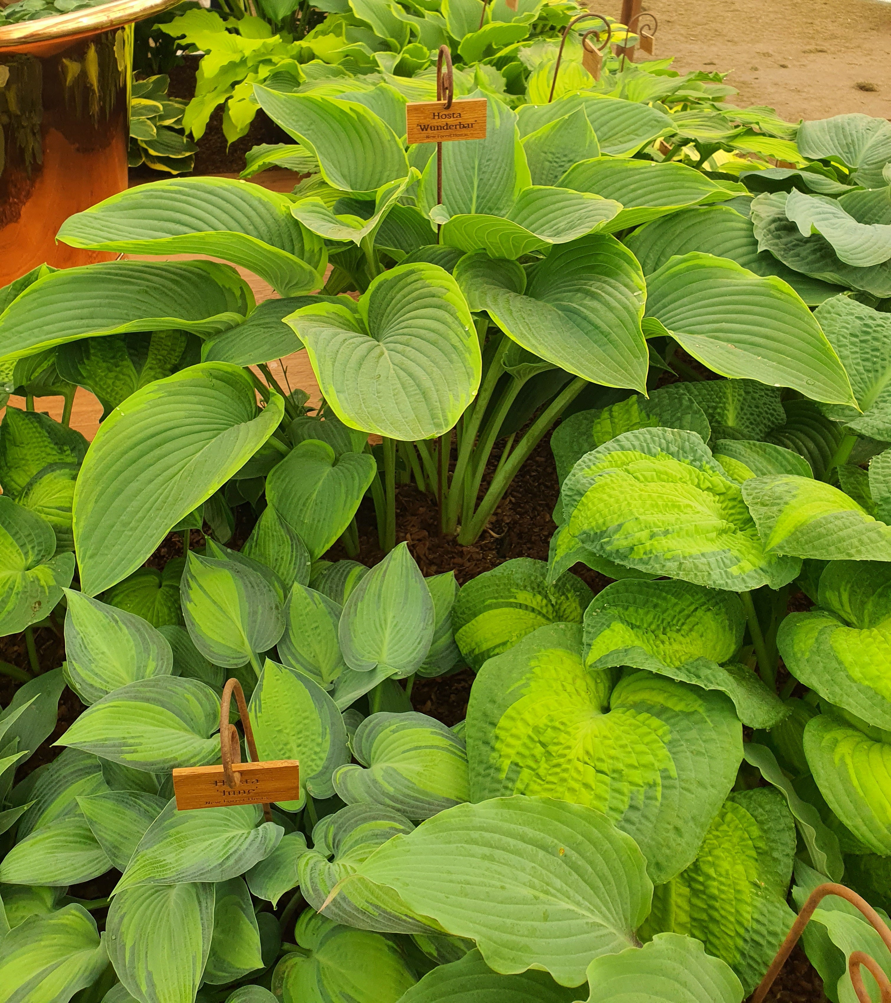 Hosta 'Wunderbar'
