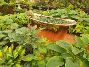 Hosta 'Blue Mouse Ears'