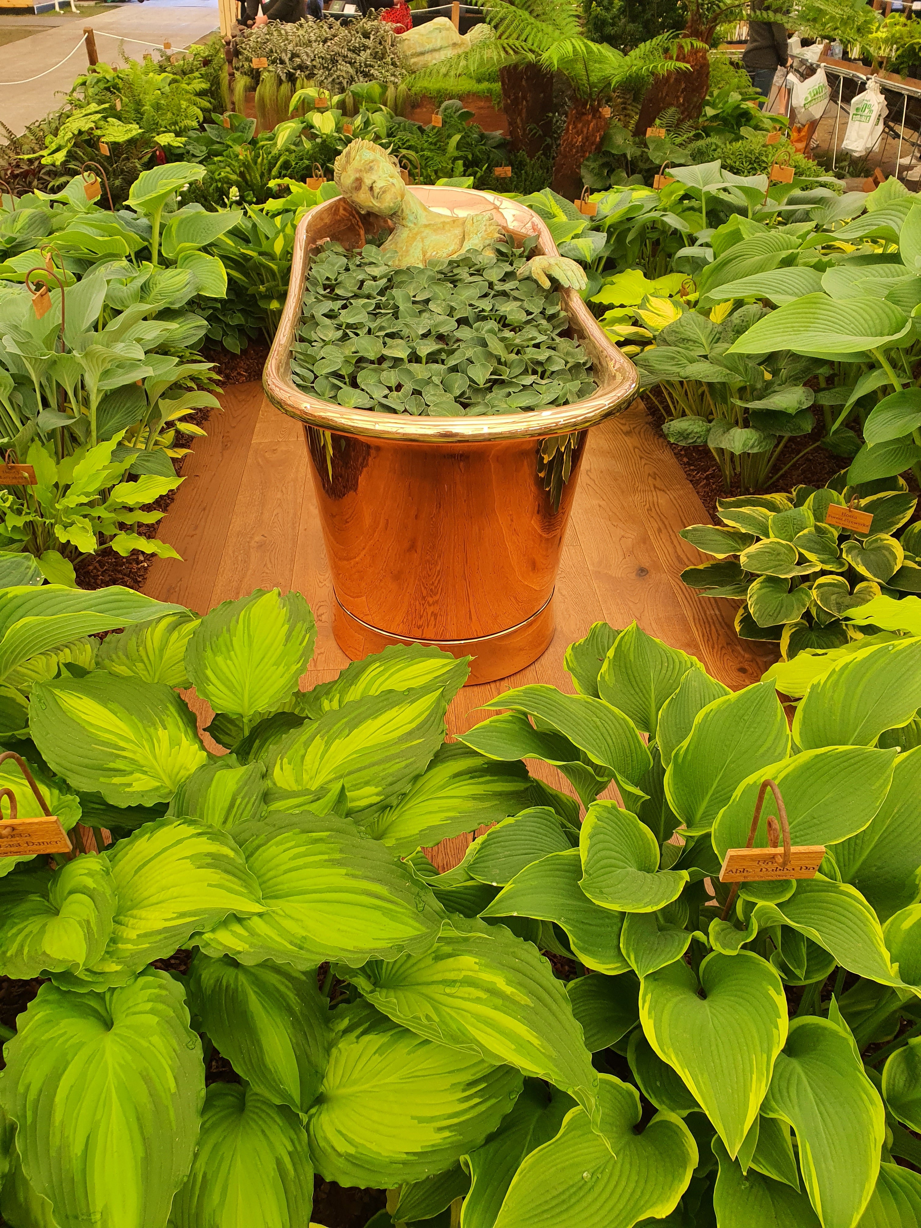 Hosta 'Blue Mouse Ears'