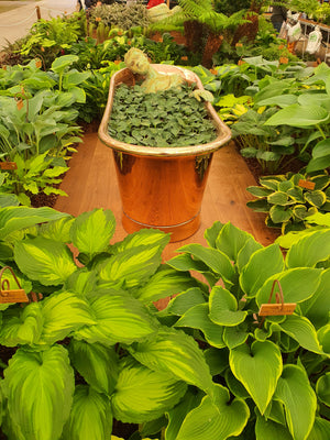 Hosta 'Blue Mouse Ears'