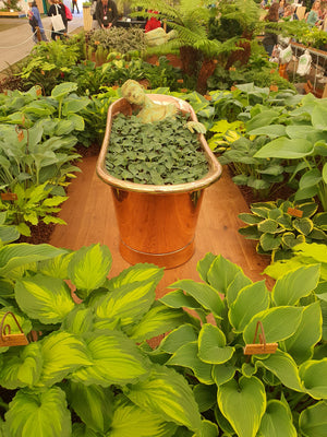 Hosta 'Blue Mouse Ears'