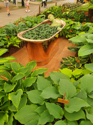 Hosta 'Blue Mouse Ears'