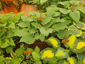 Hosta 'Komodo Dragon'