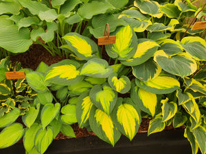 Hosta 'Forbidden Fruit'