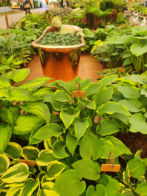 Hosta 'Abba Dabba Do'