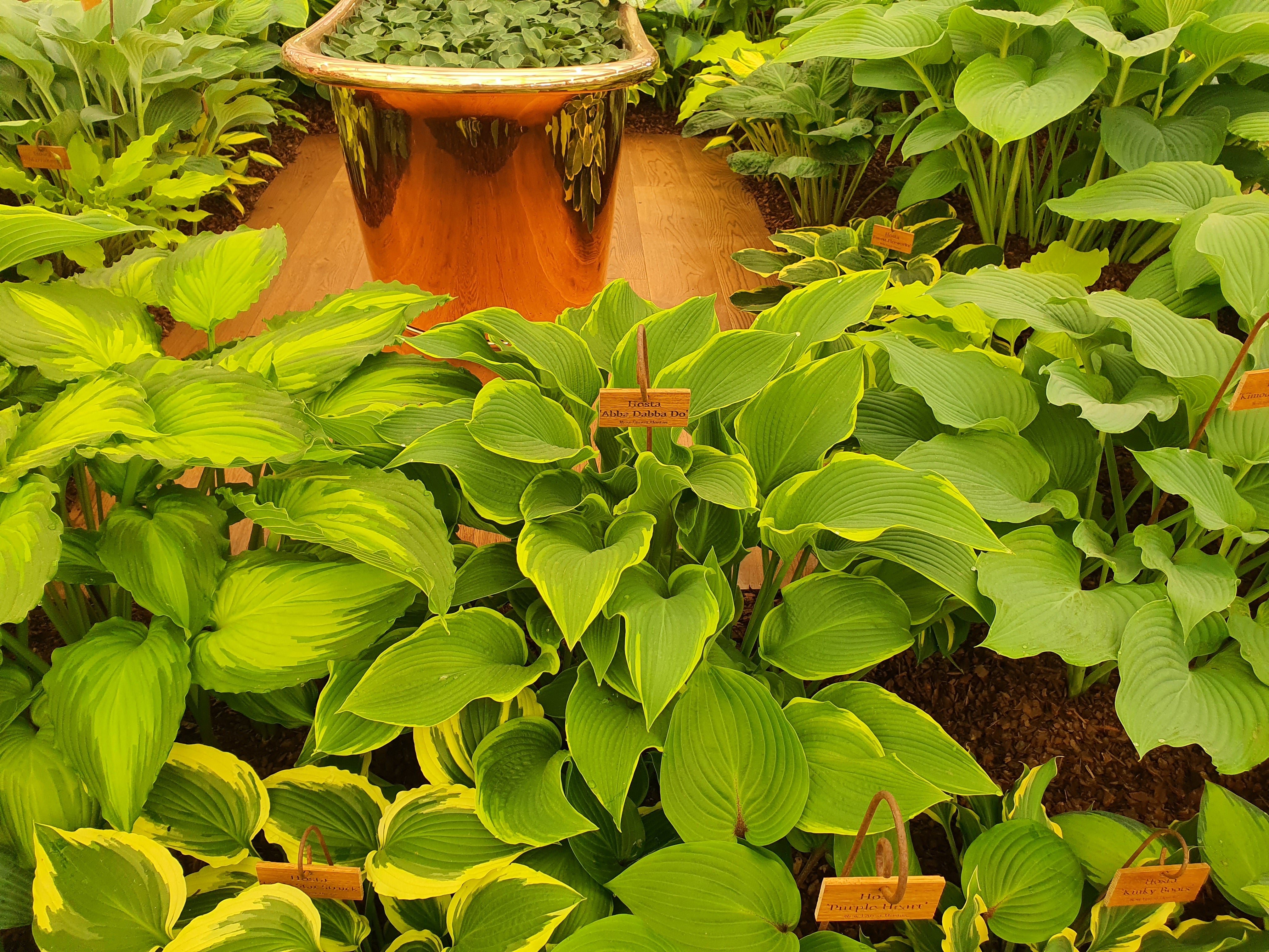 Hosta 'Abba Dabba Do'