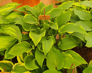 Hosta 'Abba Dabba Do'