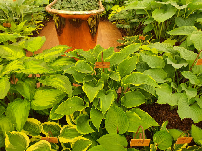 Hosta 'Abba Dabba Do'