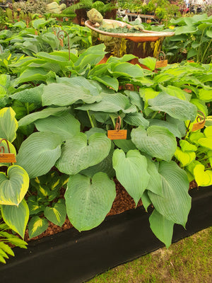 Hosta 'Blue Angel'