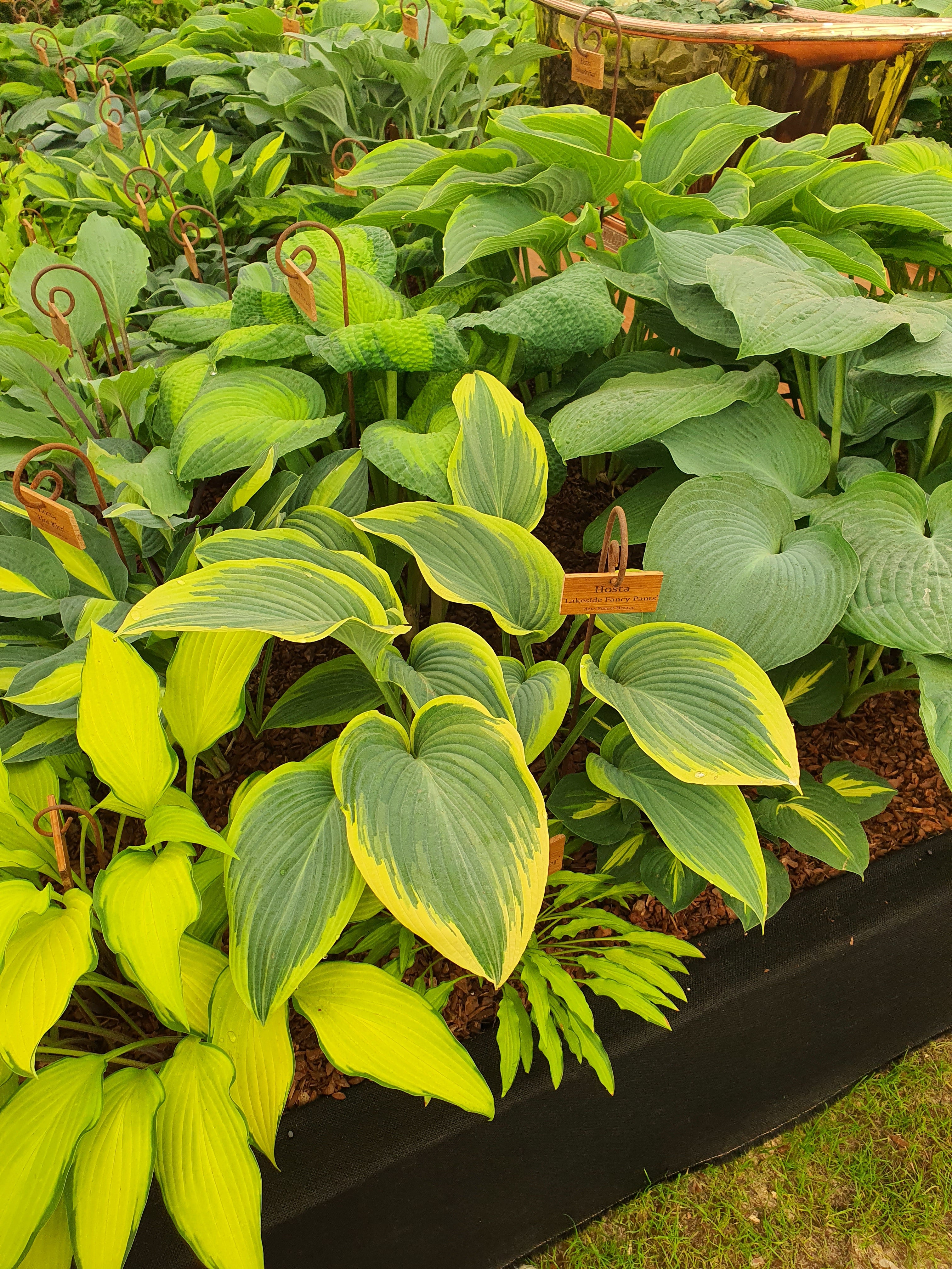 Hosta 'Lakeside Fancy Pants'
