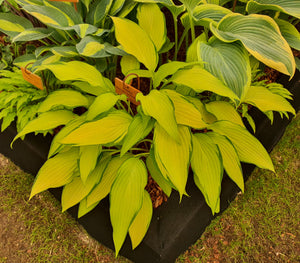 Hosta 'Pineapple Upsidedown Cake'