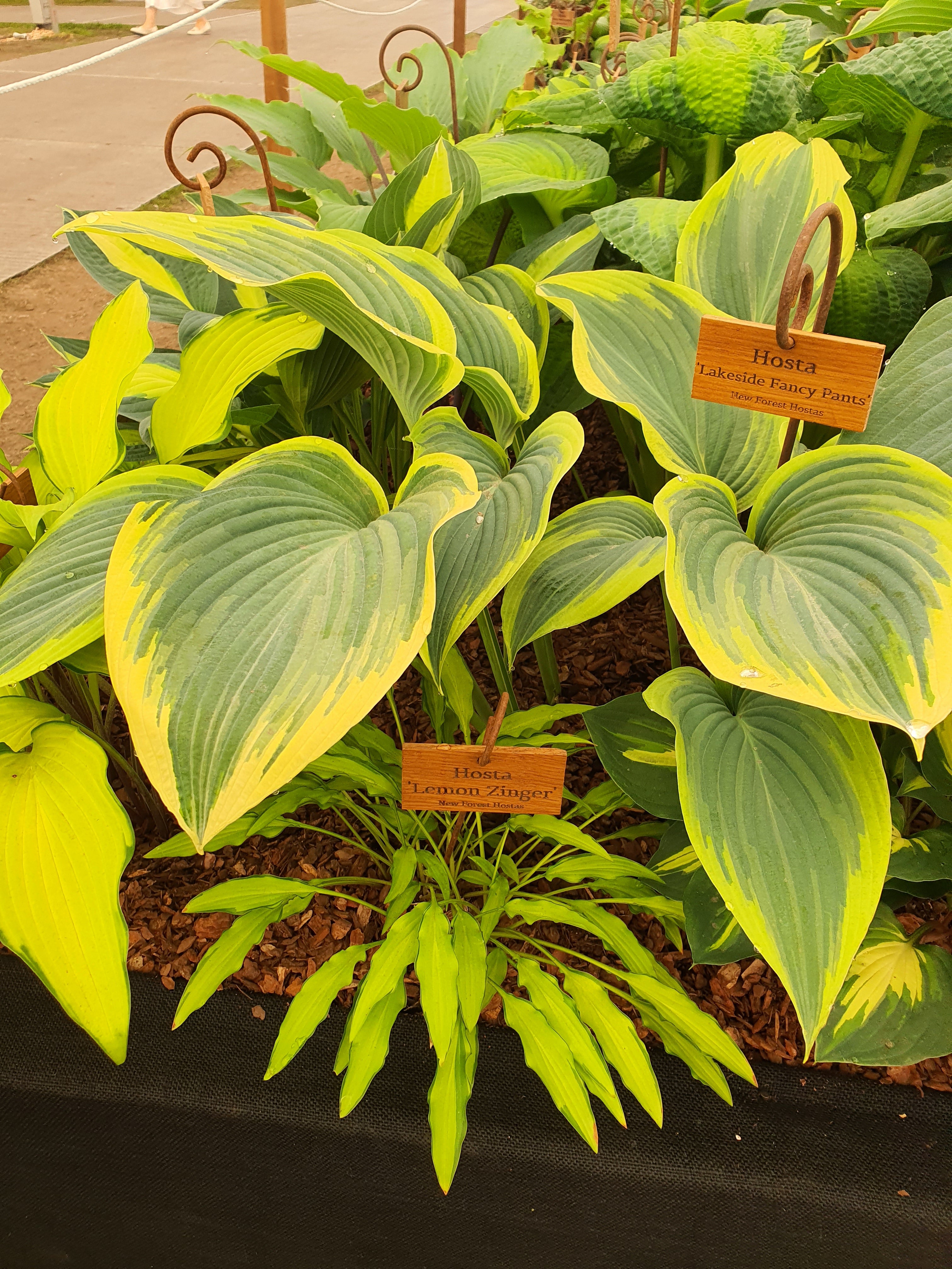 Hosta 'Lemon Zinger'