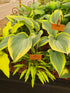 Hosta 'Lemon Zinger'