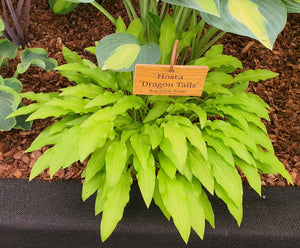 Hosta 'Dragon Tails'