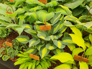 Hosta 'Hot Kiss'