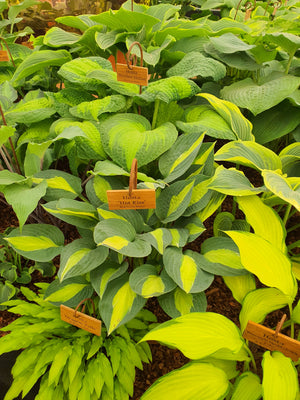 Hosta 'Hot Kiss'