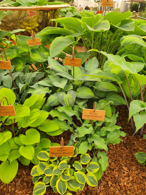 Hosta 'Gravity Rocks'